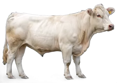 Imagen PNG para descargar